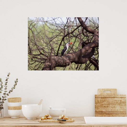 Red-billed Hornbill — Sentinel van de Savanne Poster (Keuken)