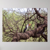 Red-billed Hornbill — Sentinel van de Savanne Poster (Voorkant)