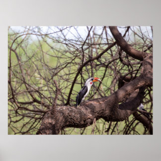 Red-billed Hornbill — Sentinel van de Savanne Poster