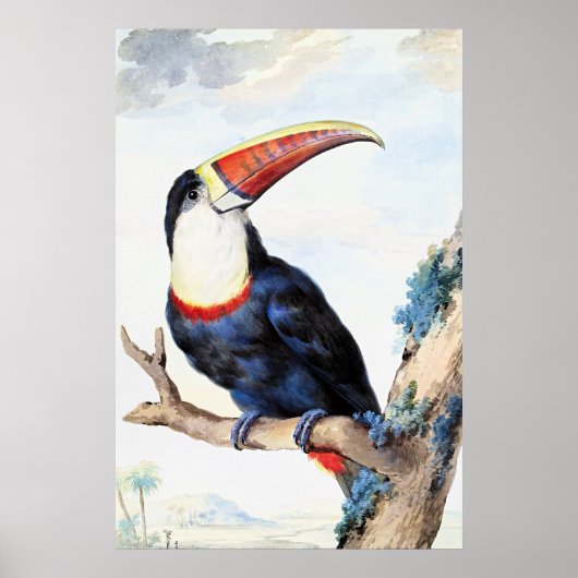 Red Billed Toucan,  Poster (Voorkant)