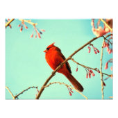 Red Bird & Cherry Blooms Foto Afdruk (Voorkant)