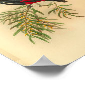 Red Black Flycatcher Bird  Print (Hoek)