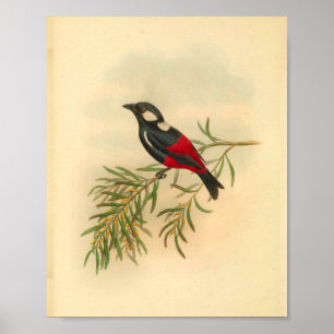 Red Black Flycatcher Bird  Print