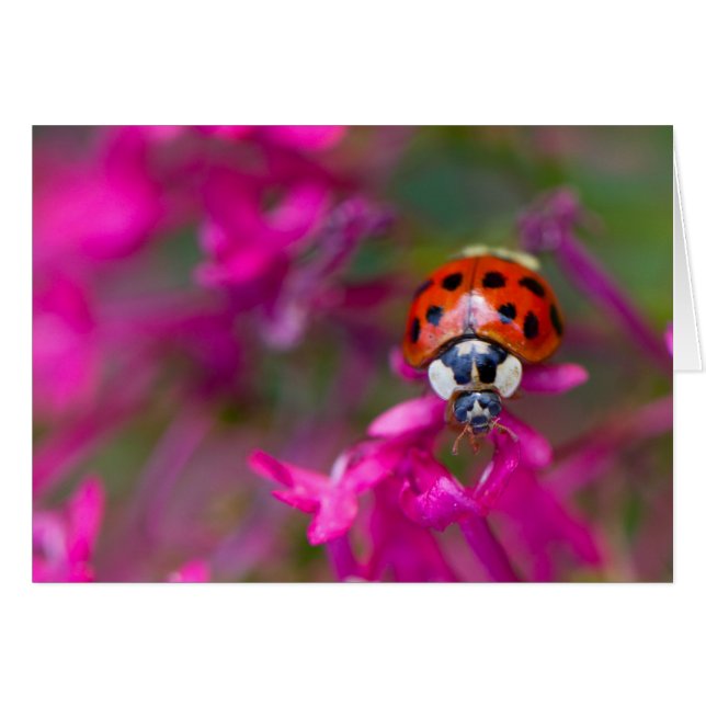 Red Black Ladybug Ladybird op Roze Flowers (Voorkant Horizontaal)