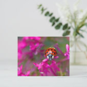 Red Black Ladybug Ladybird op Roze Flowers Briefkaart (Staand voorkant)