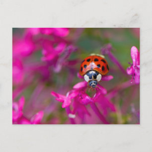 Red Black Ladybug Ladybird op Roze Flowers Briefkaart