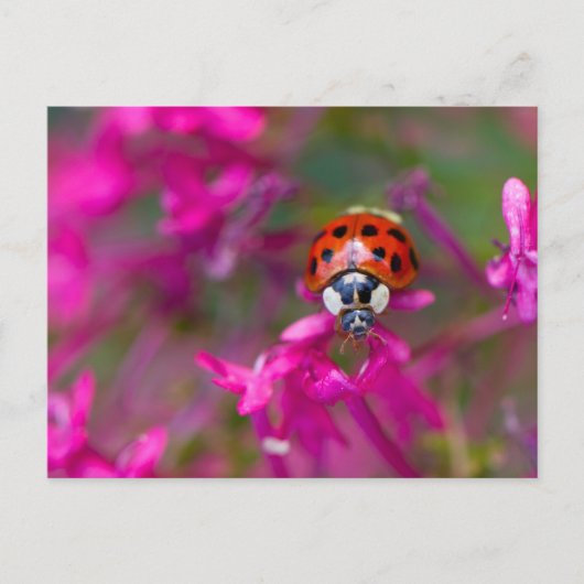 Red Black Ladybug Ladybird op Roze Flowers Briefkaart (Voorkant)