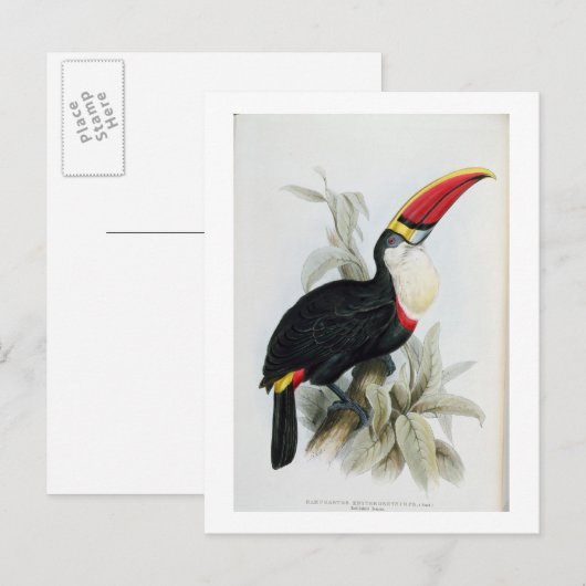 Red-Bled Toucan, van 'A Monograph of the Rampha' Briefkaart (Voorkant / Achterkant)
