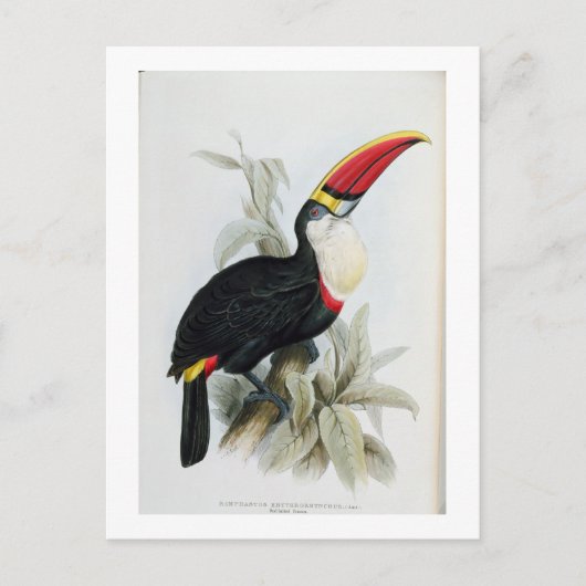 Red-Bled Toucan, van 'A Monograph of the Rampha' Briefkaart (Voorkant)