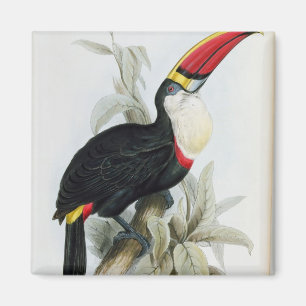 Red-Bled Toucan, van 'A Monograph of the Rampha' Magneet