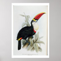 Red-Bled Toucan, van 'A Monograph of the Rampha'