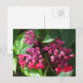 Red Bleeding Heart Photo Briefkaart (Voorkant / Achterkant)