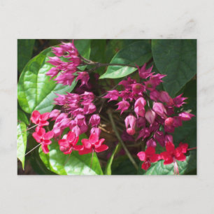 Red Bleeding Heart Photo Briefkaart