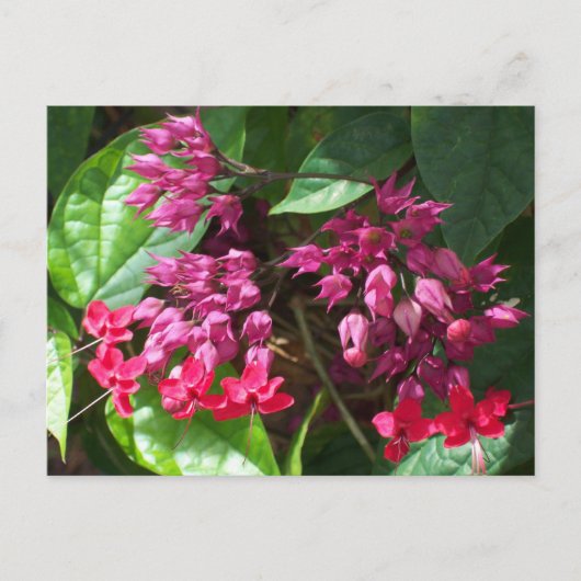 Red Bleeding Heart Photo Briefkaart (Voorkant)