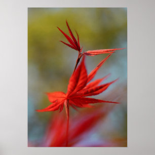 "Red Bloom", Maple Leaf Poster