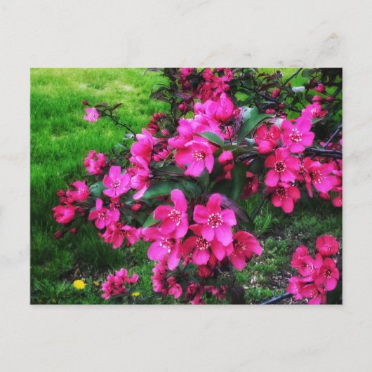 RED BLOSSOMS BRIGHT BRIEFKAART (Voorkant)