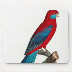 Red Blue Crimson Rosella Parrots Muismat
