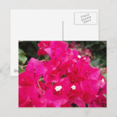 Red Bougainvillea Briefkaart (Voorkant / Achterkant)