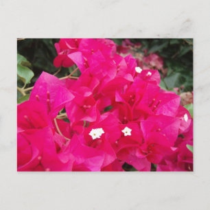 Red Bougainvillea Briefkaart