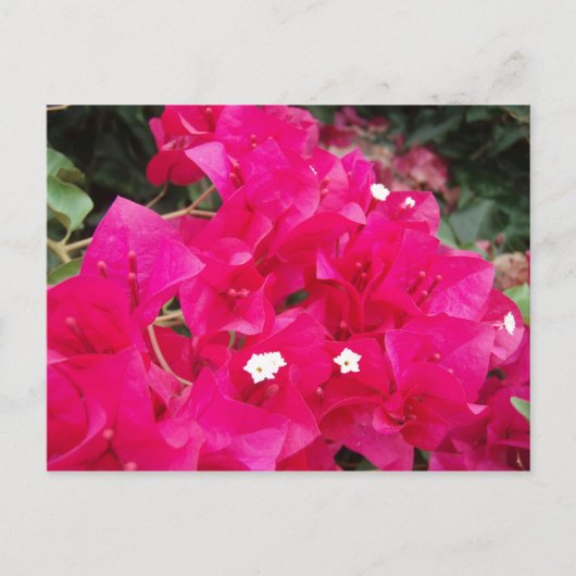 Red Bougainvillea Briefkaart (Voorkant)