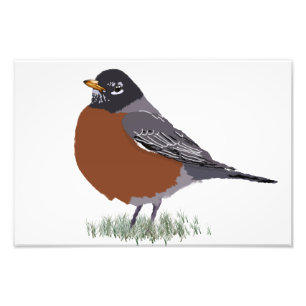 Red Breasted American Robin Digitally Drawn Bird Foto Afdruk