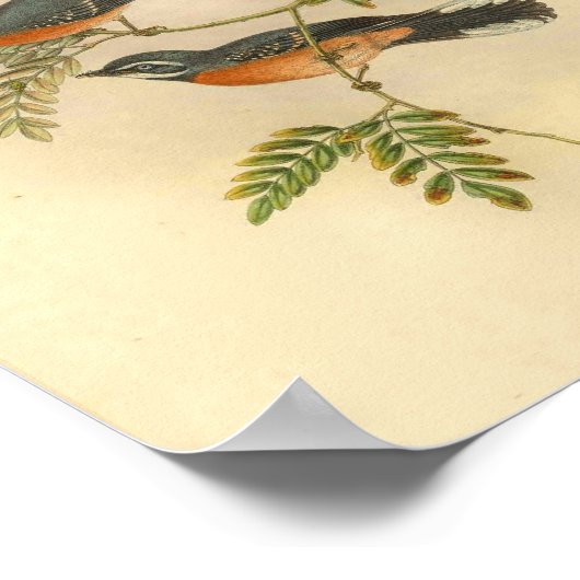 Red Breasted Fantail Flycatcher Bird  Print (Hoek)