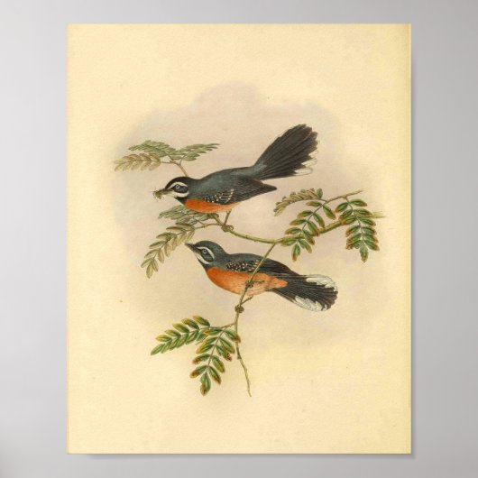 Red Breasted Fantail Flycatcher Bird  Print (Voorkant)