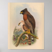 Red Breasted Hawk Bird  Art Print (Voorkant)