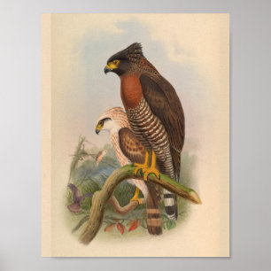 Red Breasted Hawk Bird  Art Print