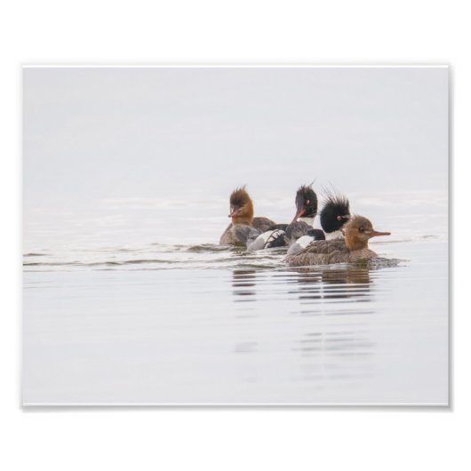 Red Breasted Merganser Foto afdrukken (Voorkant)