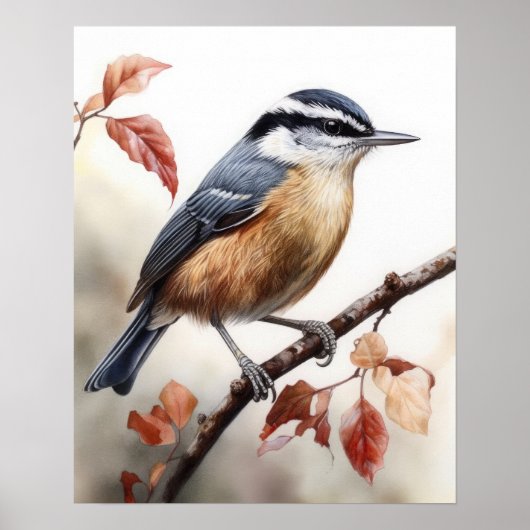 Red Breasted Nuthatch Bird Art Print Poster (Voorkant)