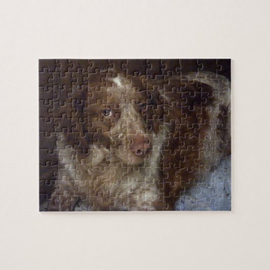 Red Brittany Spaniel dog épagneul breton roux Legpuzzel (Horizontaal)