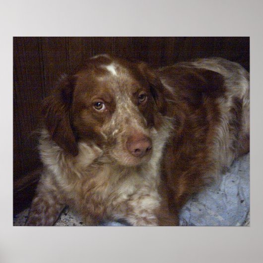 Red Brittany Spaniel dog épagneul breton roux Poster (Voorkant)