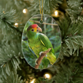 Red Browed Amazon Parrot Keramisch Ornament