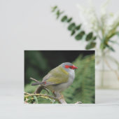 Red Browed Finch Briefkaart (Staand voorkant)