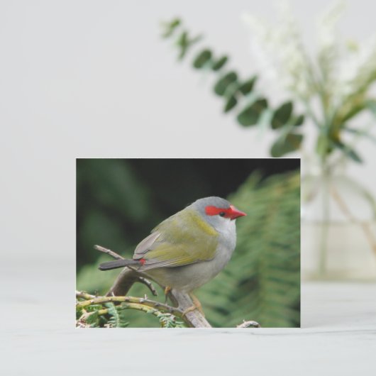 Red Browed Finch Briefkaart (Staand voorkant)