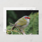 Red Browed Finch Briefkaart (Voorkant / Achterkant)