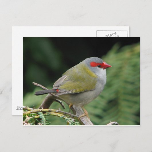 Red Browed Finch Briefkaart (Voorkant / Achterkant)
