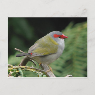 Red Browed Finch Briefkaart