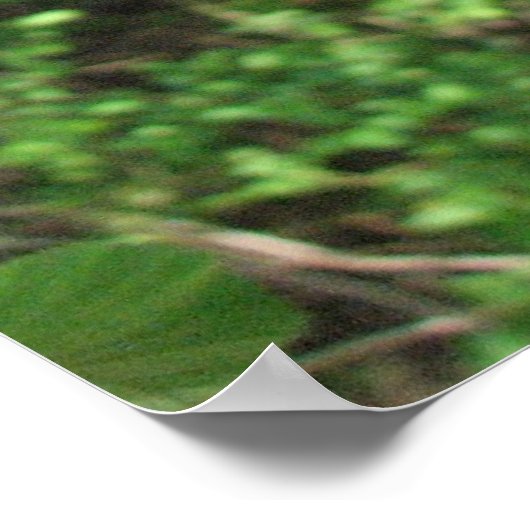 Red Buckeye Poster (Hoek)