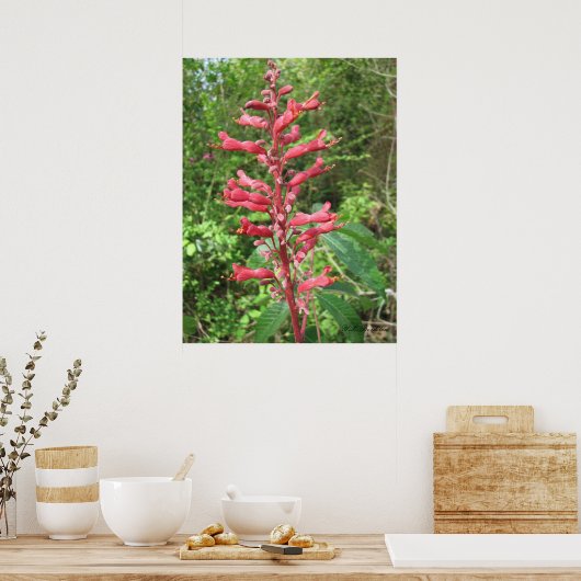 Red Buckeye Poster (Keuken)