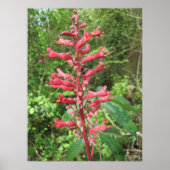 Red Buckeye Poster (Voorkant)