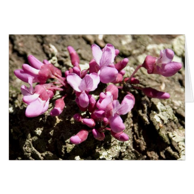 Red Bud Tree (Voorkant Horizontaal)