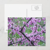 Red Bud Tree Briefkaart (Voorkant / Achterkant)
