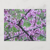 Red Bud Tree Briefkaart (Voorkant)