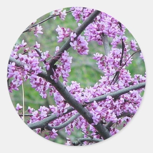Red Bud Tree Ronde Sticker (Voorkant)