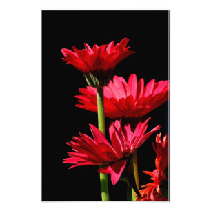Red Burgundy Gerber Daisy Foto Afdruk
