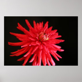 Red Cactus Dahlia Poster