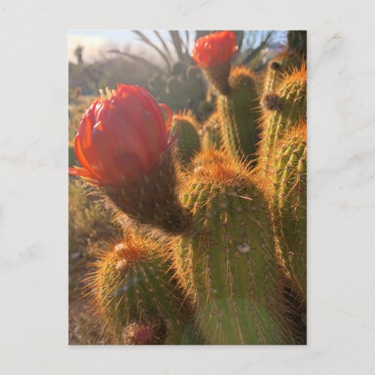 Red Cactus Flowers Sunset Briefkaart (Voorkant)