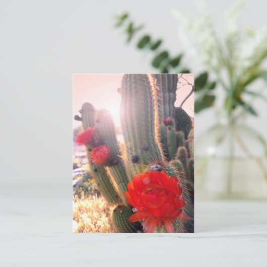 Red Cactus Flowers Sunset Briefkaart (Staand voorkant)
